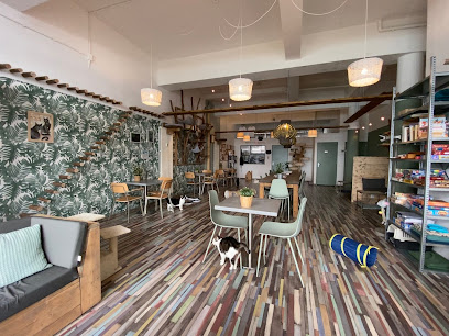 Pebbles Kitty Cat Café