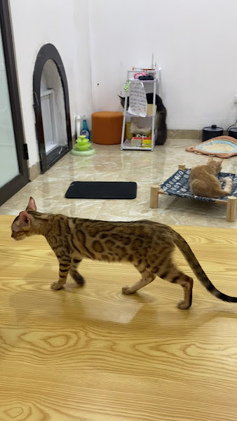 Photo of Jennymiaw Cat Cafe