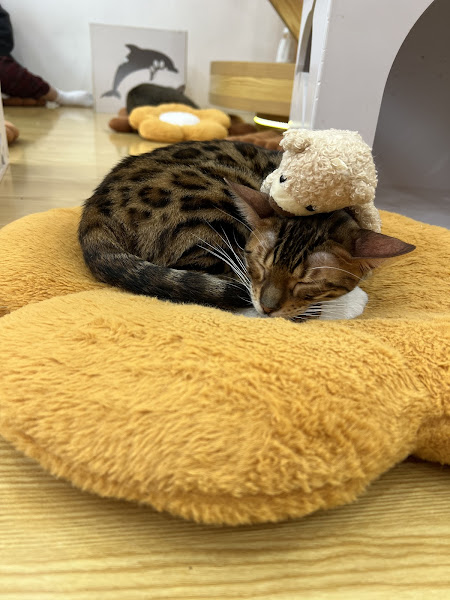 Photo of Jennymiaw Cat Cafe